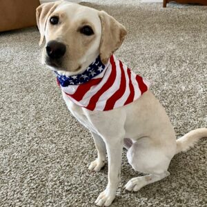 Contest - Patriotic Lucy Thinel