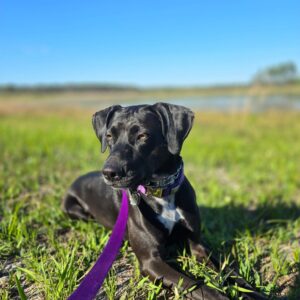 Contest - Penny-Nelson