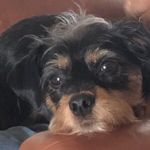 Contest - Pensive Chloe Coletta