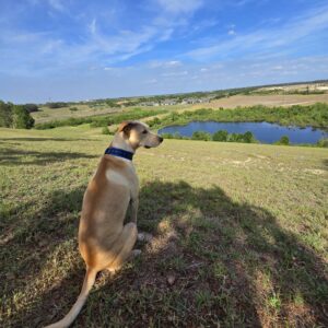 Contest - Pensive Palmer Sciascia