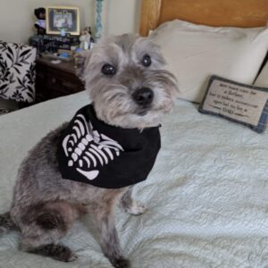 Contest - Scamp Stewart