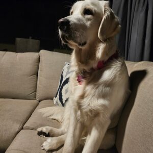 Contest - Stella Johnson-Nellis