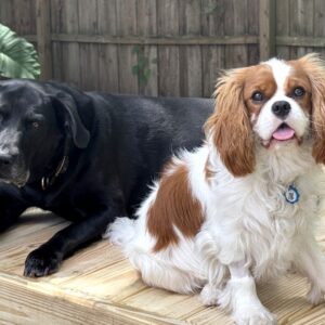 Contest -Ursa & Mushi-Addams