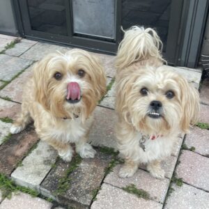 Contest - Vinny & Randy Dickstein