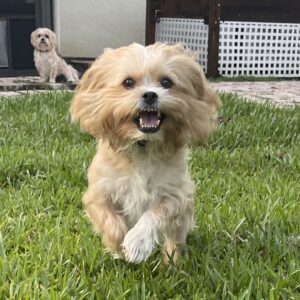 Contest - Vinny Dickstein