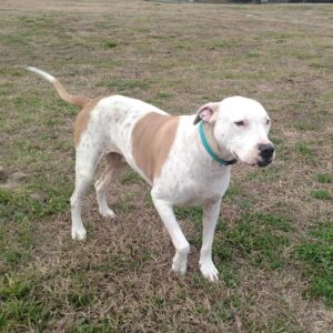 Contest - Zeus-Williams
